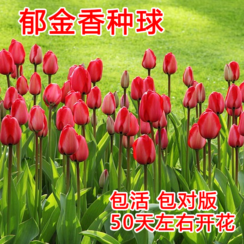 郁金香种球盆栽方法图片