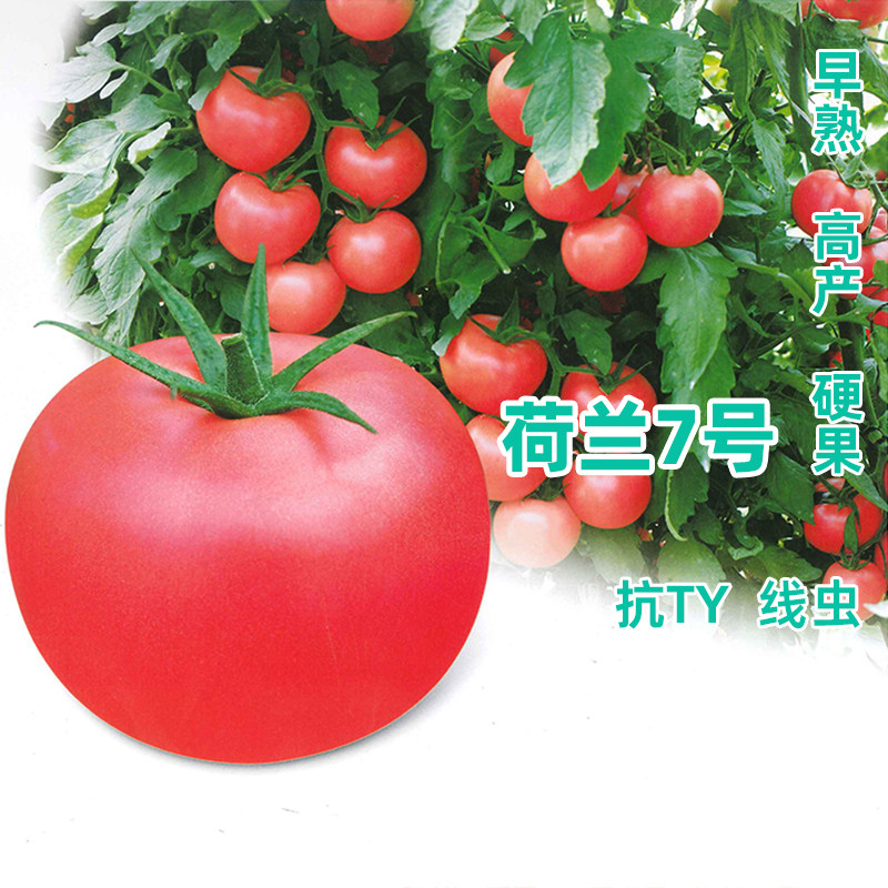 番茄种子精品粉果荷兰7号高产进口抗病毒露地四季蔬菜籽西红柿孑