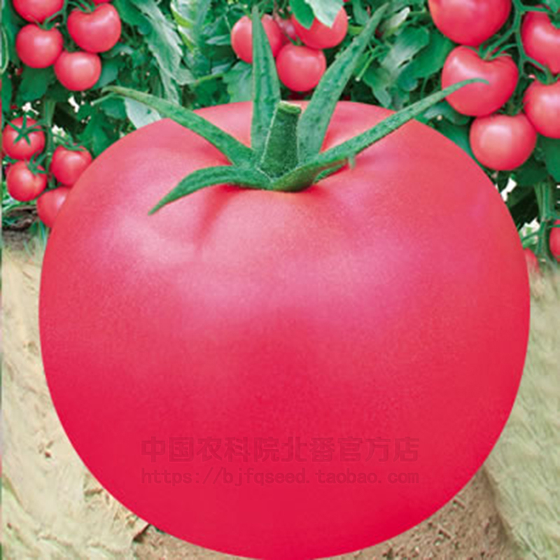 农科院北番官方店进口大番茄种子