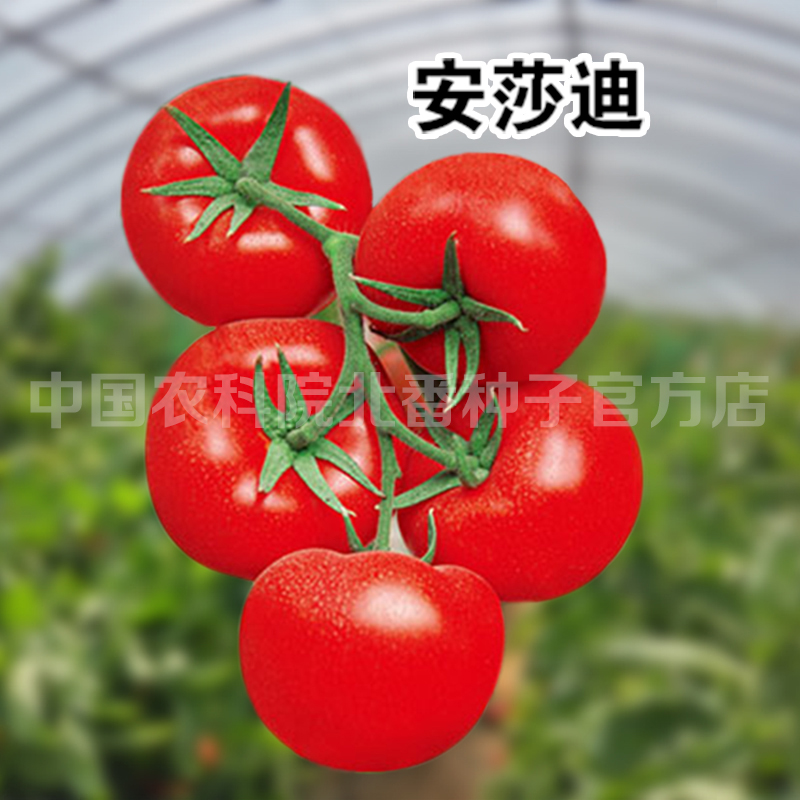 安莎大红果南北地区越冬番茄种子