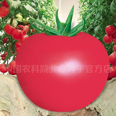 超大果沙瓤粉果番茄种子高产早熟