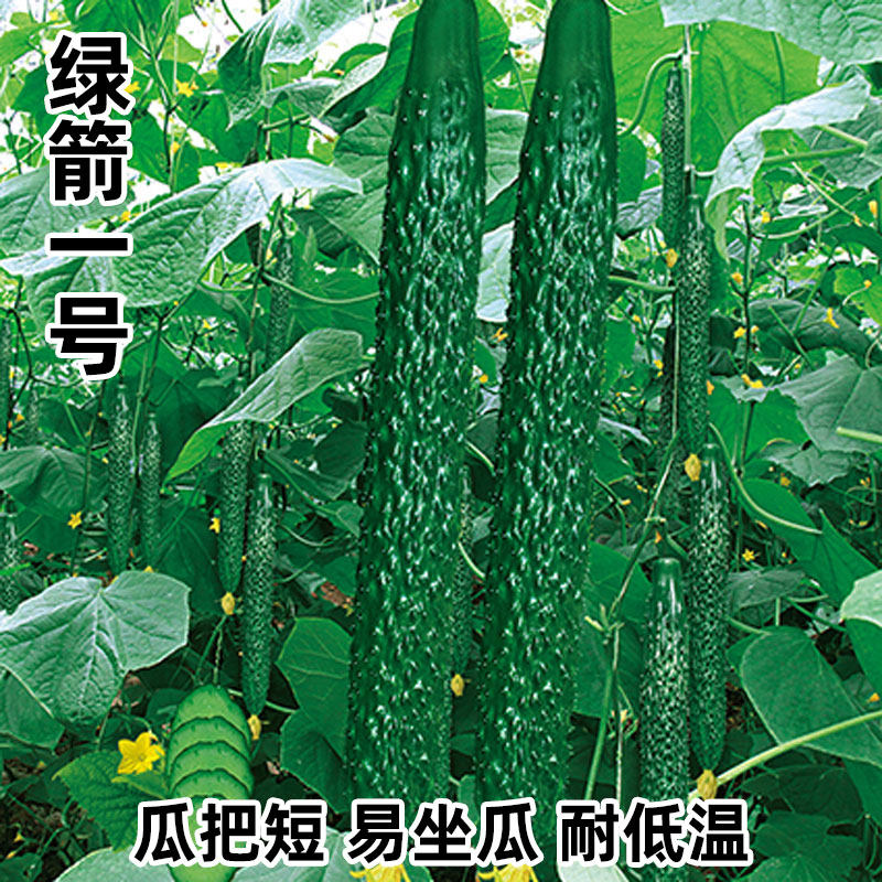 黄瓜种籽绿心青瓜刺黄瓜种子高产四季水果菜籽春夏秋季蔬菜种籽孑