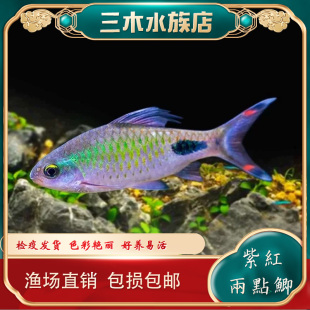 紫红两点鲫热带活体观赏鱼钻石彩虹鲫黑影道人温顺淡水草缸小型鱼