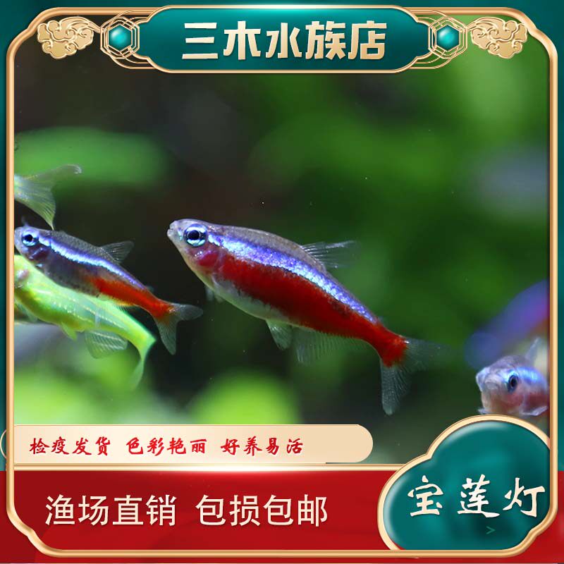 活体宝莲灯鱼红绿灯鱼热带草缸小型观赏鱼灯科鱼淡水斑马鱼孔雀鱼