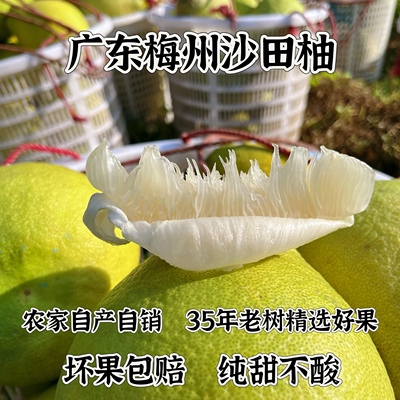 沙田柚孕妇水果沙田柚