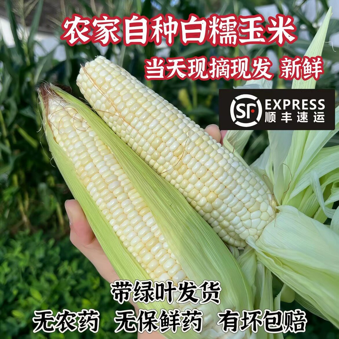 新鲜农家自种甜糯玉米现摘带叶发货孕妇健康粗粮非转基因顺丰包邮