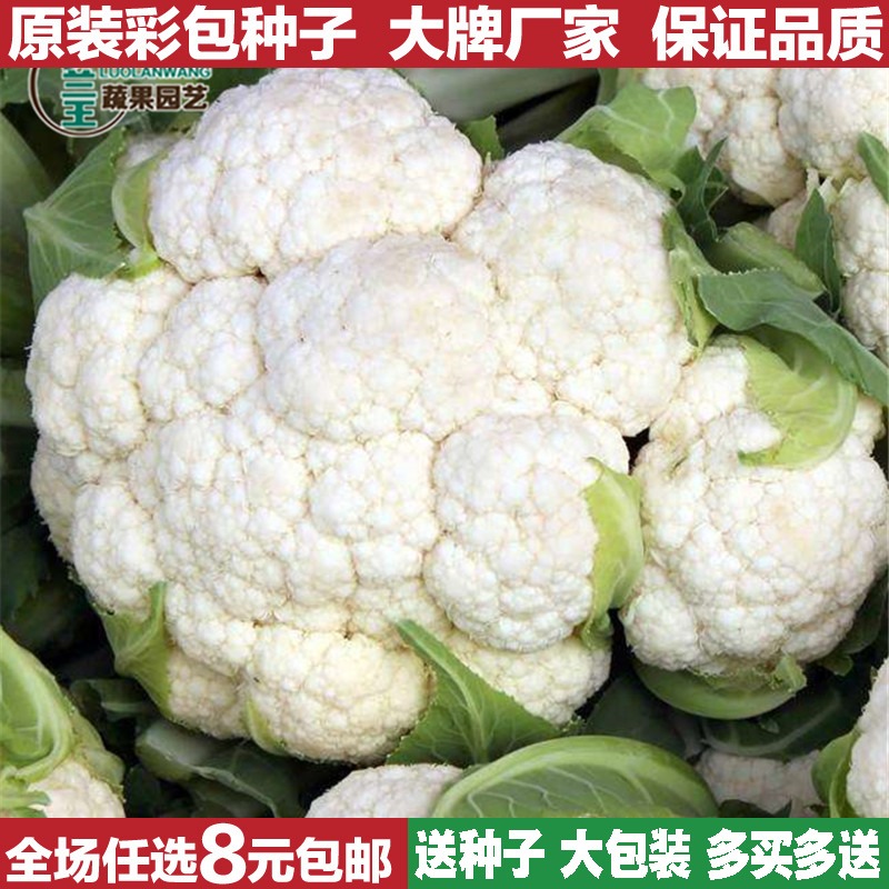 白花菜种子价格 白花菜种子图片 星期三