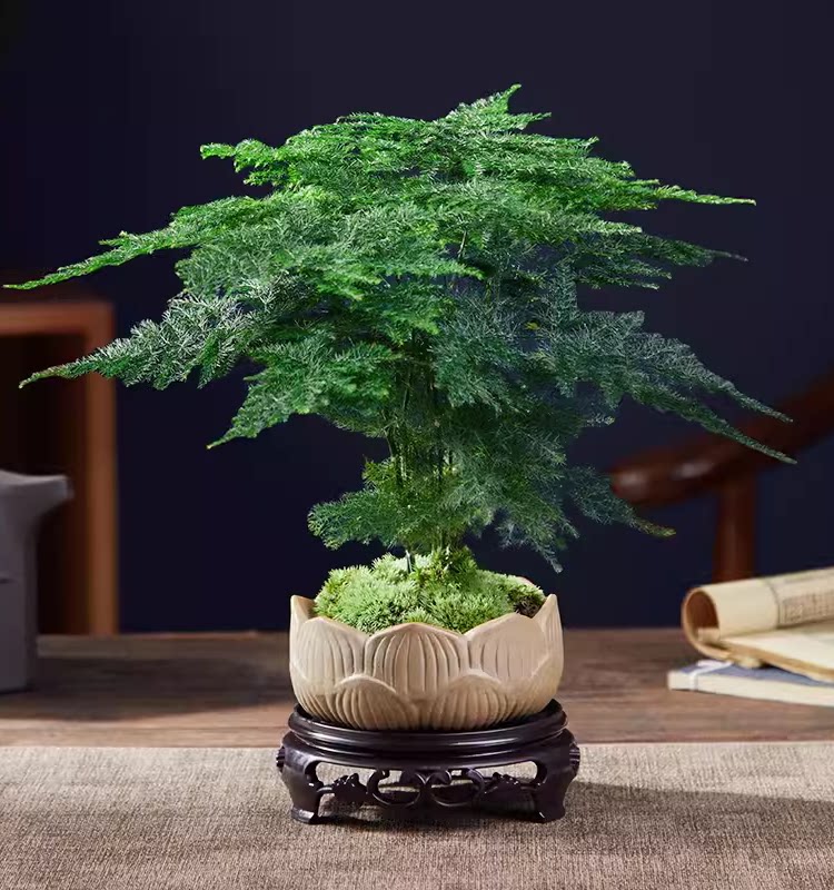 大文竹盆栽水培植物花客厅桌面办公室内绿植净化空气花卉易活盆景