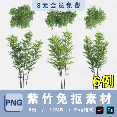 竹林竹丛紫竹子PNG高清免抠紫竹子平立面PS分层素材procreate贴图