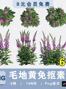 花境植物毛地黄PNG高清免抠毛地黄平立面PS分层素材procreate贴图