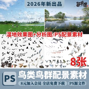 鸟类鸟群飞鸟PS滨水公园湿地分析景观鸟瞰效果图后期配景psd素材
