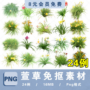 萱草植物素材PNG高清免抠PS分层高清植物图片procreate贴图ps素材