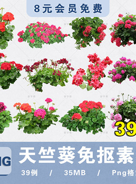 天竺葵高清植物拼贴素材PNG高清免抠PS天竺葵procreate拼贴图素材