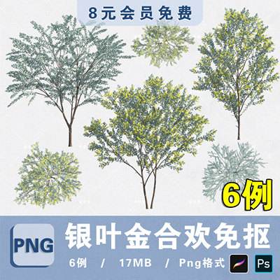 乔木银叶金合欢PNG高清免抠植物平立面PS分层素材procreate拼贴图