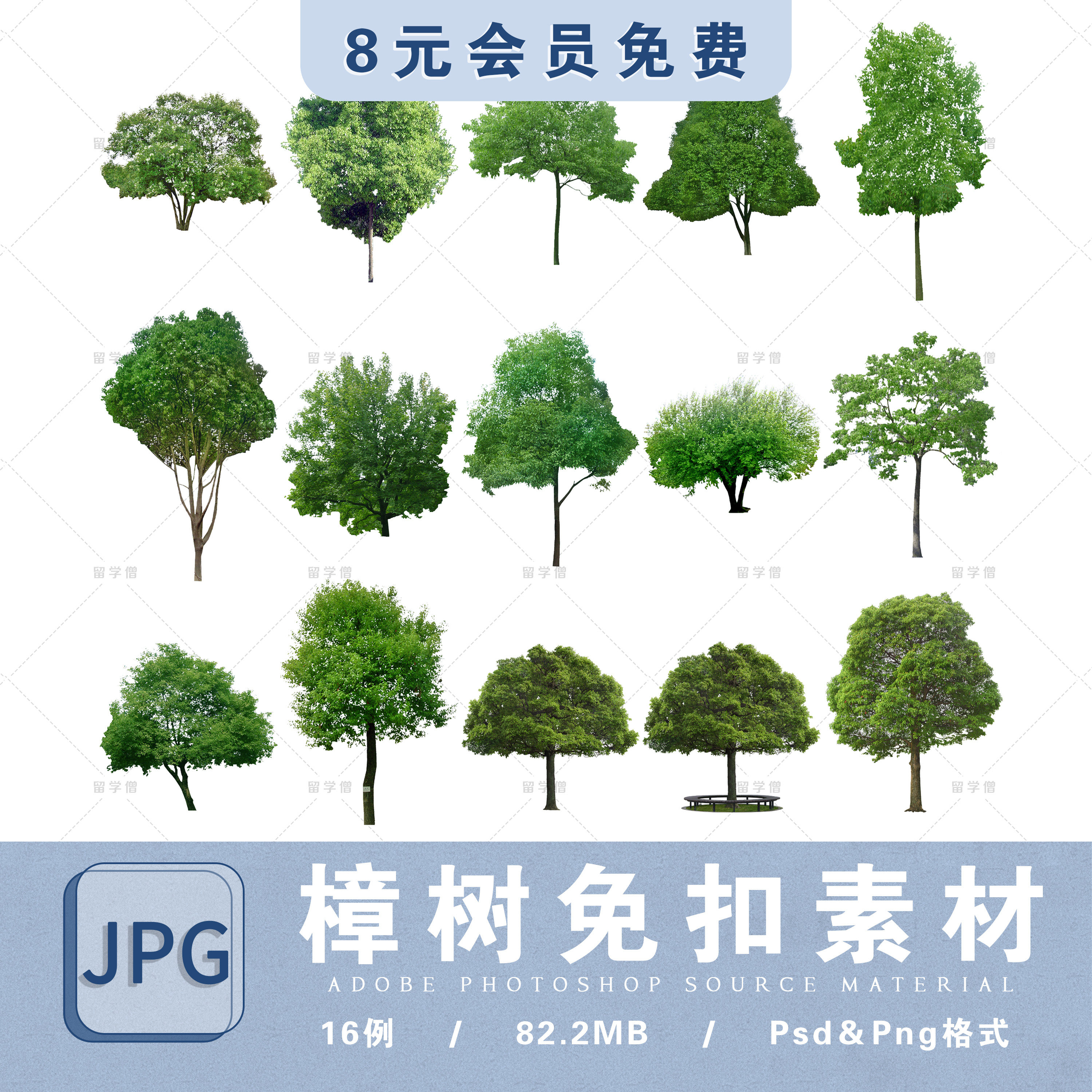 【香樟】ps植物免扣园林景观香樟樟树乔木植物贴图效果图png素材