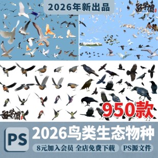 湿地景观物种动物鸟类黑白天鹅老鹰PS素材PSD分层滨水效果图配景