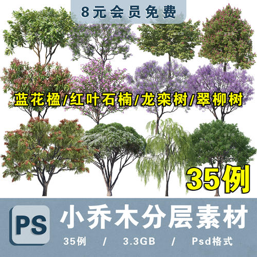 庭院主景小乔木蓝花楹红叶石楠树栾树翠柳树高清PSD分层免抠素材