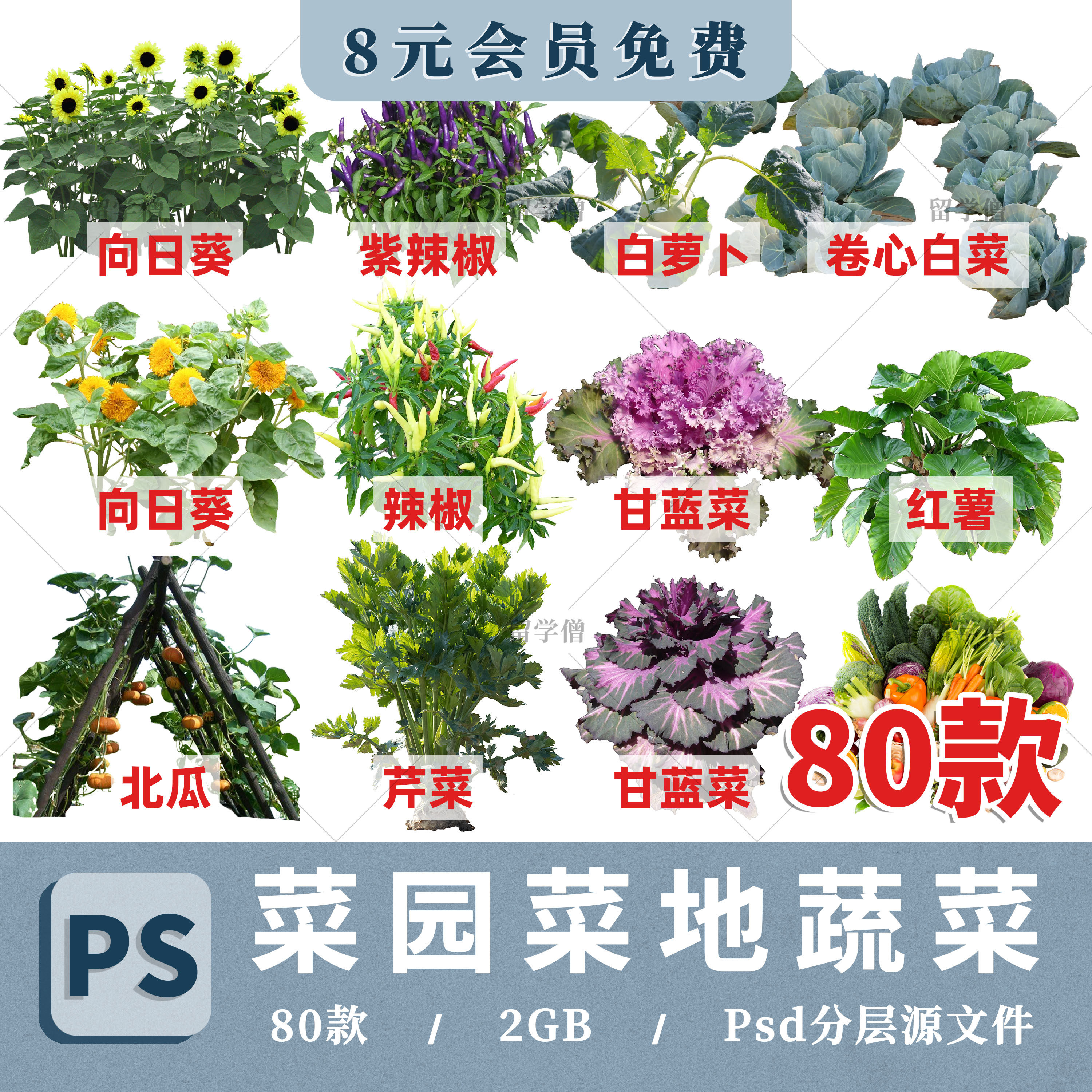 2026乡村菜地菜园ps蔬菜素材辣椒芹菜甘蓝茄子效果图后期psd分层