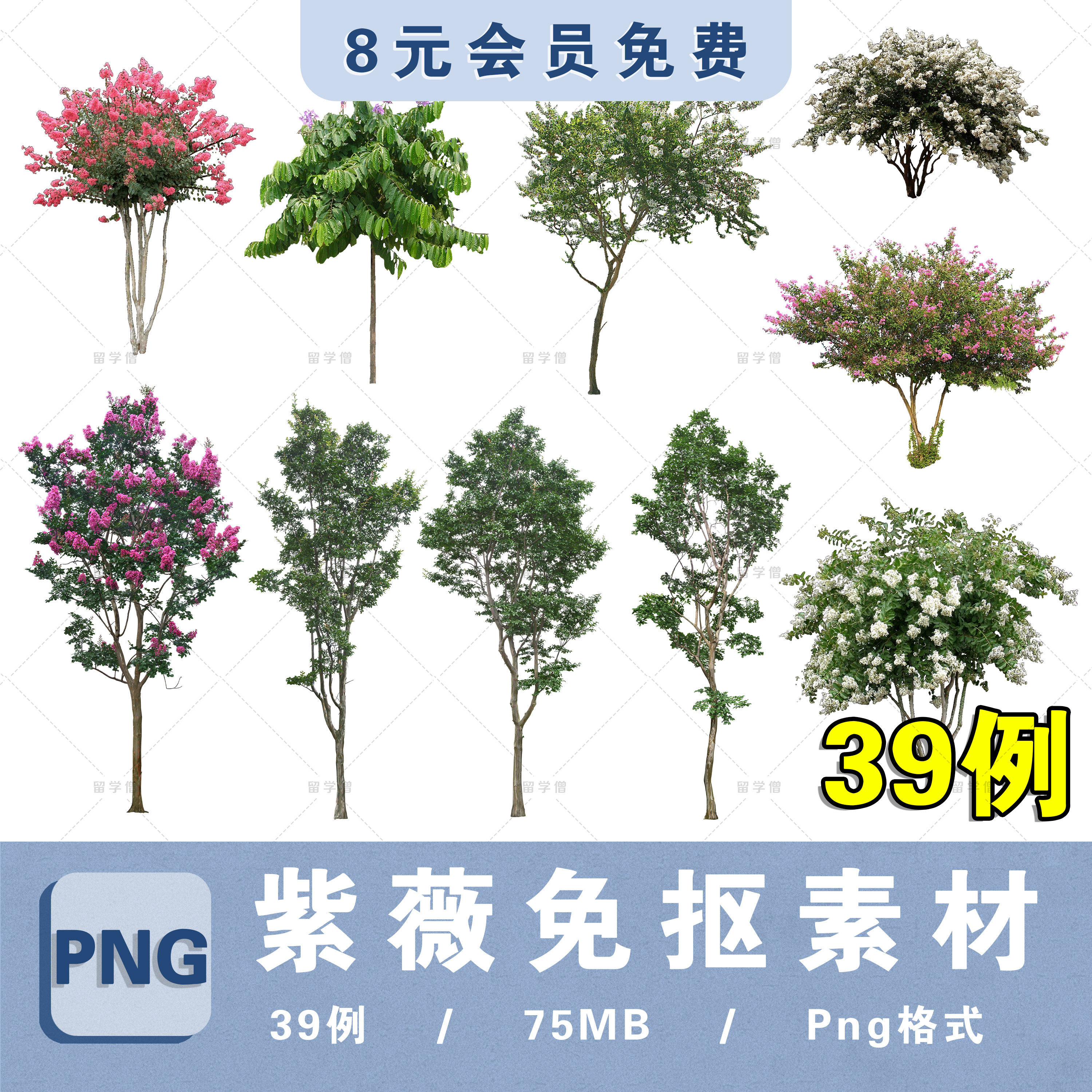 小叶细叶紫薇乔木PNG高清免抠PS分层植物图片procreate贴图ps素材
