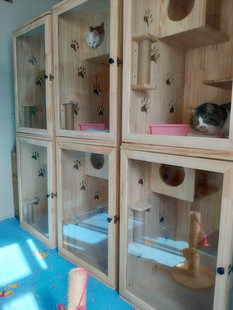 上海宠物家庭寄养/猫咪猫猫代养/可接送/长短期托管/一猫一舍