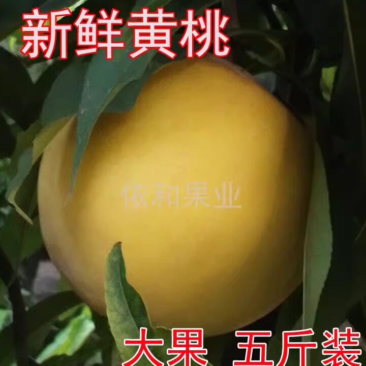 9月初发陕西黄金蜜黄桃黄桃新鲜桃