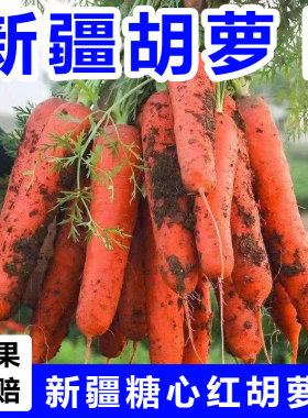 【新疆糖心红胡萝卜】手抓饭配料红色胡萝卜餐饮直供新货农家自种