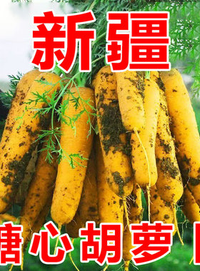 【新疆糖心胡萝卜】手抓饭配料黄色胡萝卜餐饮直供新货农家自种