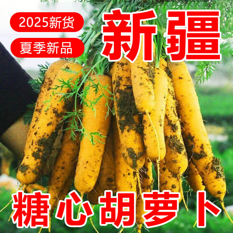 【新疆糖心黄胡萝卜】手抓饭配料黄色胡萝卜餐饮直供新货农家自种