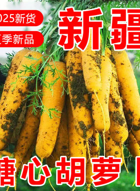 【新疆糖心黄胡萝卜】手抓饭配料黄色胡萝卜餐饮直供新货农家自种
