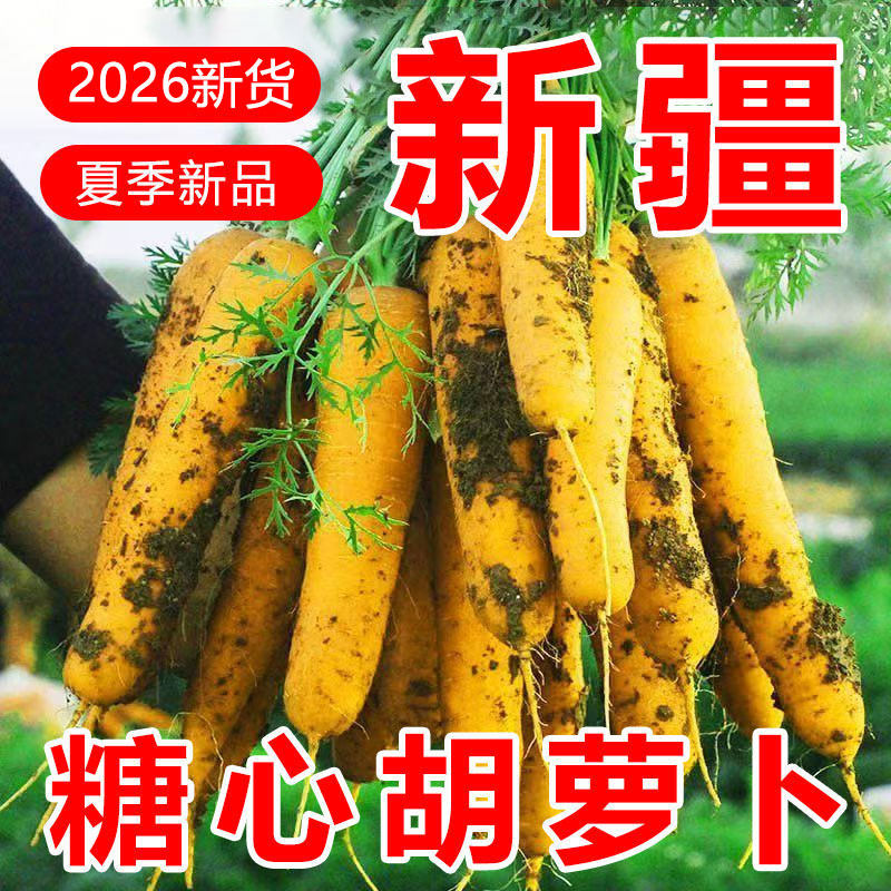 【新疆糖心黄胡萝卜】手抓饭配料黄色胡萝卜餐饮直供新货农家自种