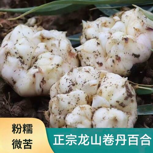 新鲜卷丹百合湖南龙山百合鲜果粉糯微苦药食同源百合产地直发包邮