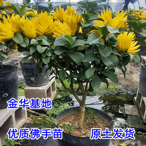 金华佛手果树四季好养易活