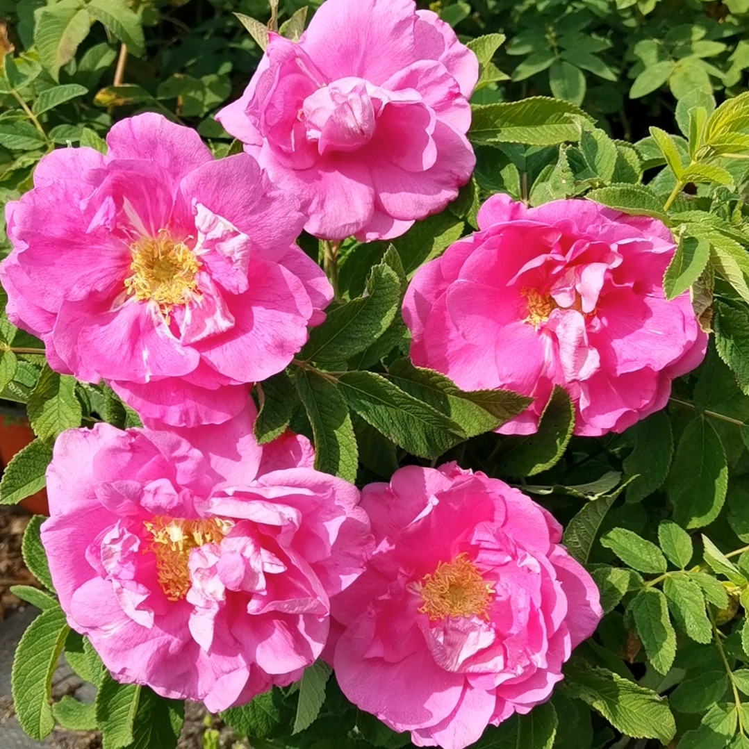 冷香玫瑰花期长花朵大抗病力强