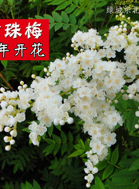 珍珠梅花花期长全国适种耐寒耐热