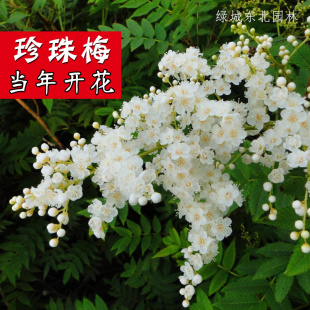 东北珍珠梅花苗全国适种庭院花卉植物别墅观赏绿篱苗 耐寒灌木树