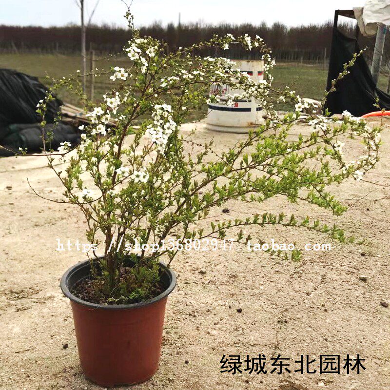 绣线绿化苗多少钱 绣线绿化苗优惠券免费领取 有条鱼