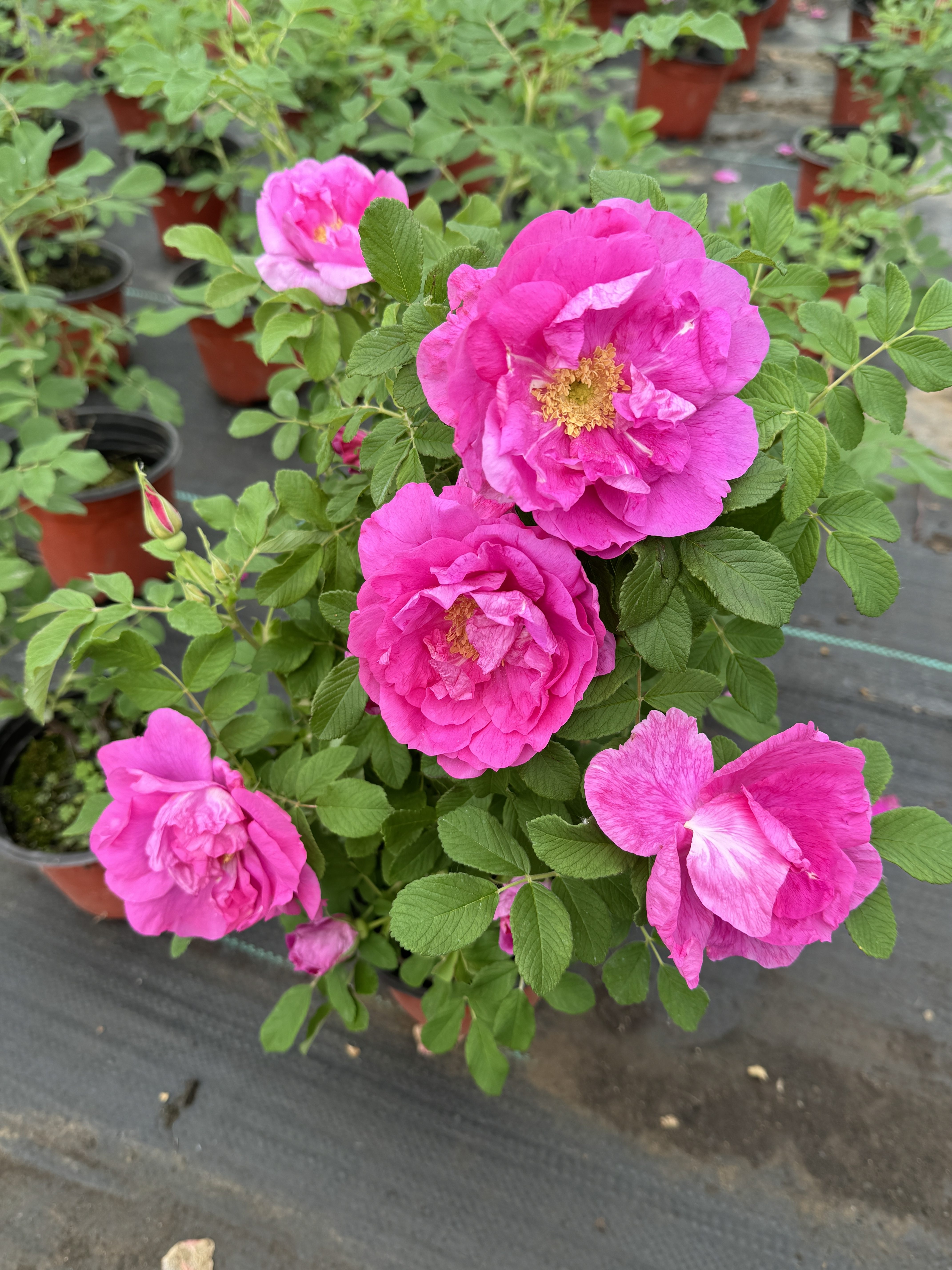 冷香玫瑰花期长花朵大抗病力强图片