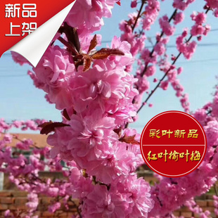 南北方耐寒庭院花卉 红叶榆叶梅地栽 易成活花灌木榆叶梅花苗盆栽