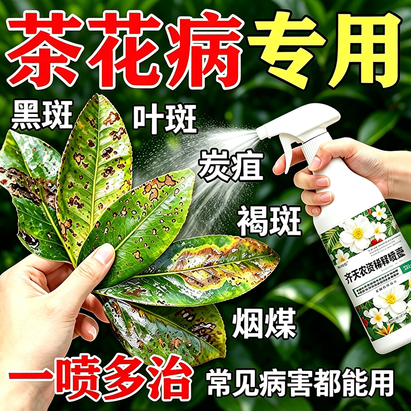茶花叶斑病专用药叶枯病茶花专用肥料促花营养液叶片黑点干尖枯枝