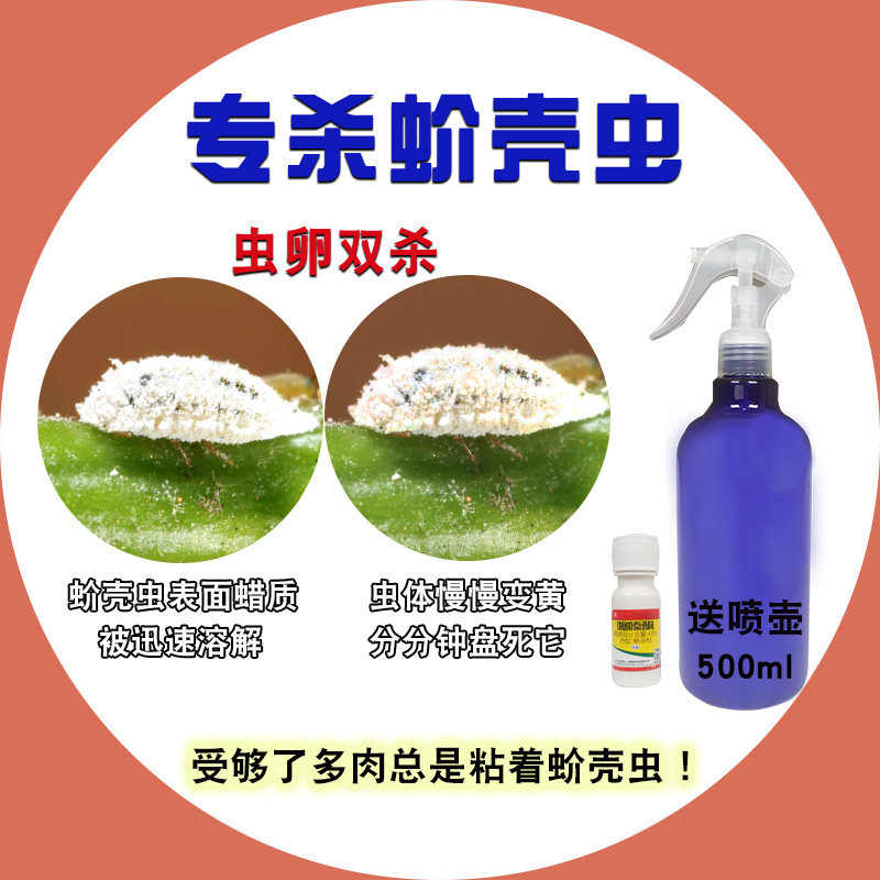 蚧壳虫专用杀虫剂小白药多肉药剂蚧必治花卉植物介壳虫专用药防虫