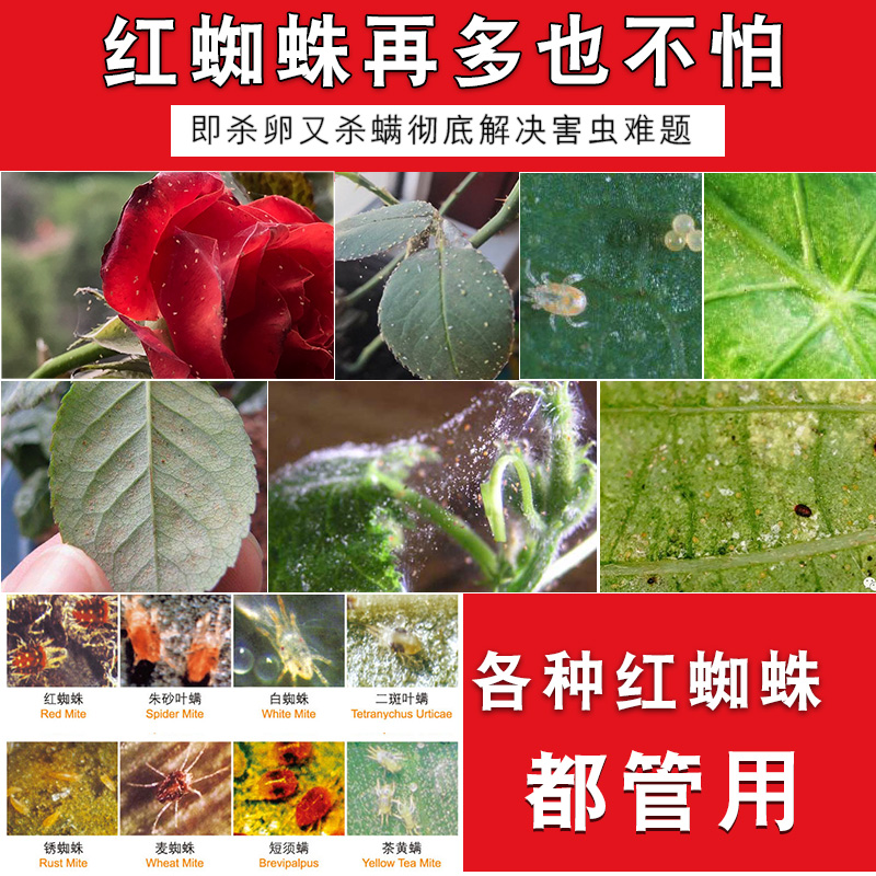 杀红蜘蛛专用药杀虫剂茉莉花通用