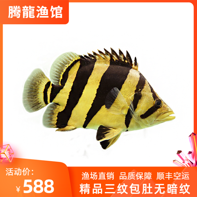 印尼虎鱼观赏鱼印尼四纹活体热带
