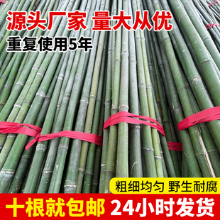 10根竹竿子园艺支架豆角黄瓜支撑杆花架植物番茄固定爬藤菜园搭架