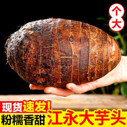 正宗湖南江永香芋新鲜毛芋头农家自种现挖粉糯槟榔芋大果5斤包邮
