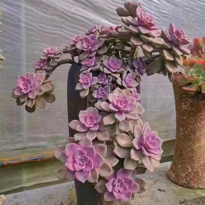 超大【老桩紫乐】新手阳台盆栽多肉植物懒人桌面庭院绿植花卉