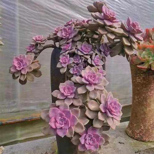 超大【老桩紫乐】新手阳台盆栽多肉植物懒人桌面庭院绿植花卉