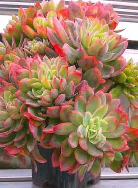 绮罗多肉老桩超好养阳台盆栽