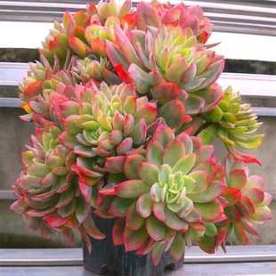 多肉老桩绮罗【超好养易成活】阳台盆栽肉肉组合基地精选品质花卉