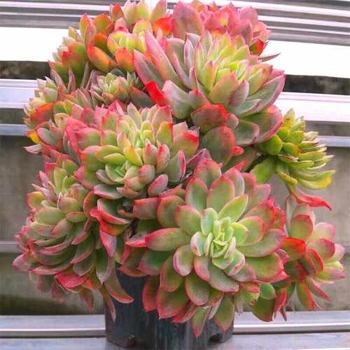 多肉老桩绮罗【超好养易成活】阳台盆栽肉肉组合基地精选品质花卉