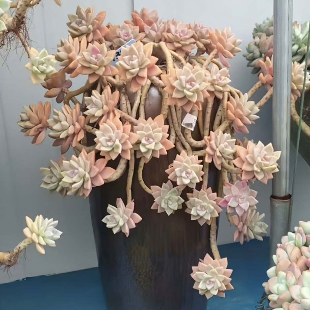 多肉植物植物老桩盆栽超大整桩